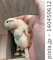 Fluffy Chick with Developing Wing Feathers 140450612