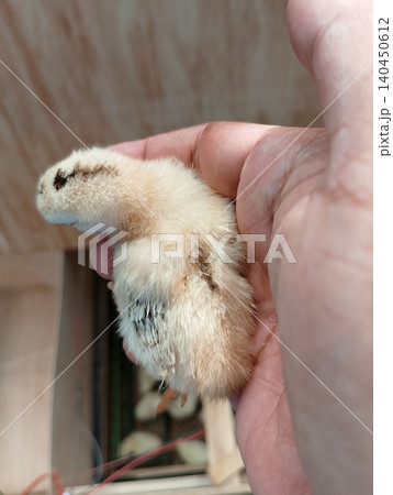 Fluffy Chick with Developing Wing Feathers 140450612