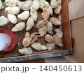 Baby Chick Flock in Indoor Brooder 140450613