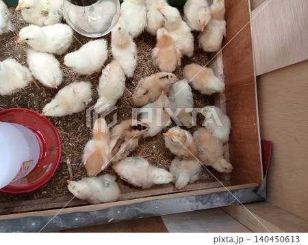 Baby Chick Flock in Indoor Brooder Baby Chick Flock in Indoor Brooder 140450613