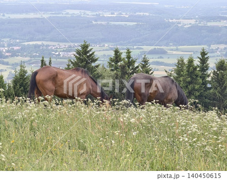 Two grazing horses on a wildflower meadow with rolling valley view 140450615