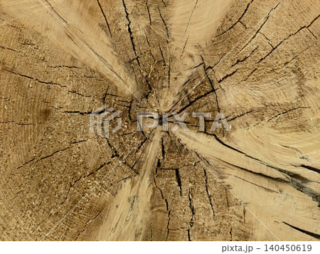 Close-up of weathered tree stump with radial cracks Close-up of weathered tree stump with radial cracks 140450619