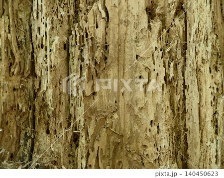 Close-up of decayed tree trunk with insect tunnels and fibrous wood texture Close-up of decayed tree trunk with insect tunnels and fibrous wood texture 140450623