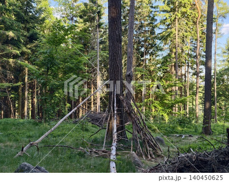 Makeshift lean-to shelter in a forest clearing Makeshift lean-to shelter in a forest clearing 140450625