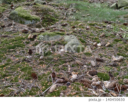 Forest floor carpeted with moss, pine cones and scattered twigs Forest floor carpeted with moss, pine cones and scattered twigs 140450630