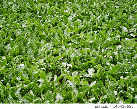 Dense field of green leafy vegetables Dense field of green leafy vegetables 140450659