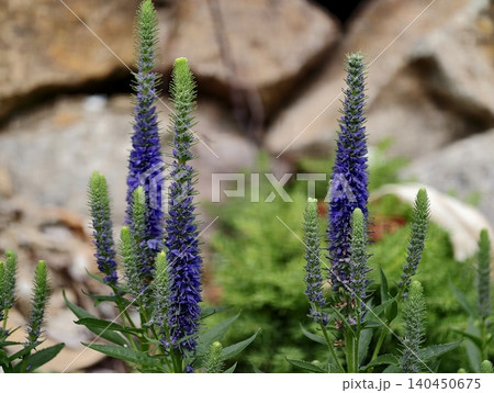 Purple spike flowers growing among garden rocks and green foliage 140450675