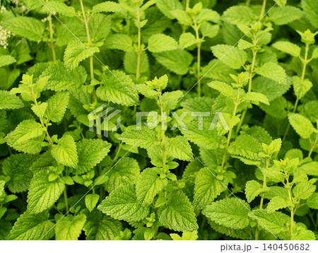Fresh green mint plants with textured leaves in dense foliage Fresh green mint plants with textured leaves in dense foliage 140450682