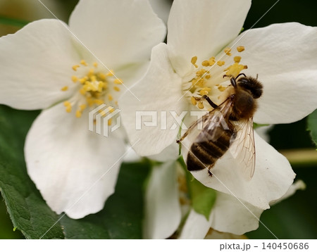 Honeybee feeding on white jasmine flower in close-up Honeybee feeding on white jasmine flower in close-up 140450686