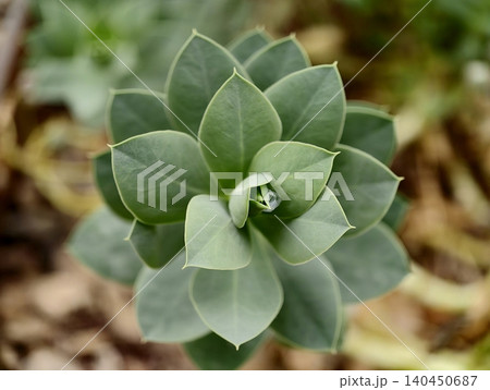 Green rosette succulent plant viewed from above Green rosette succulent plant viewed from above 140450687