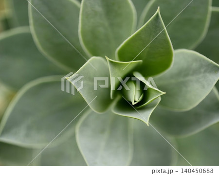 Close-up of green succulent rosette with layered fleshy leaves Close-up of green succulent rosette with layered fleshy leaves 140450688