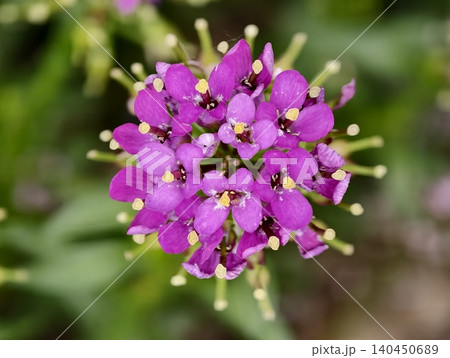Close-up of purple wildflower cluster with green blurred background 140450689