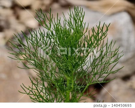 Close-up of green feathery plant with thin needlelike leaves against blurred rocky background Close-up of green feathery plant with thin needlelike leaves against blurred rocky background 140450693