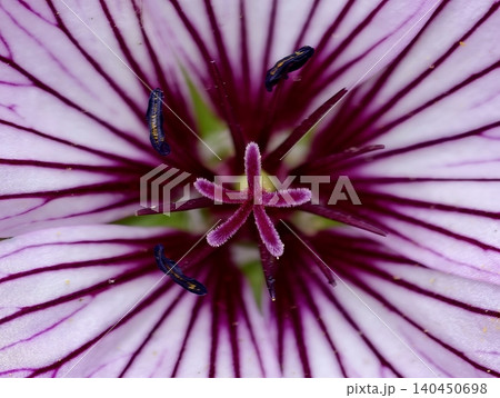 Close-up of pink striped geranium center with stamens and dark anthers Close-up of pink striped geranium center with stamens and dark anthers 140450698