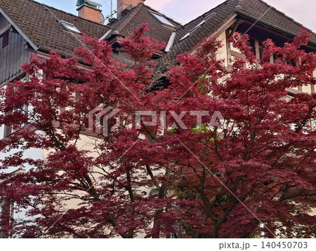 Red-leaved maple tree in front of traditional European townhouse Red-leaved maple tree in front of traditional European townhouse 140450703