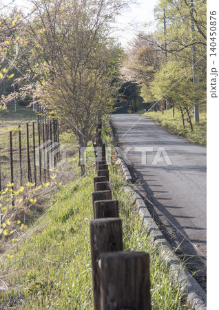 初夏の柔らかな光に包まれる乙女高原の道路と木々の新緑(山梨市) 初夏の柔らかな光に包まれる乙女高原の道路と木々の新緑(山梨市) 140450876