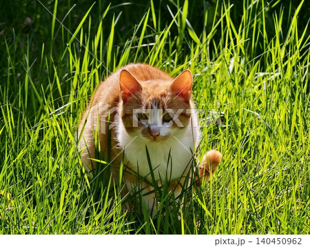Ginger Cat In Sunlight Poised. Warm Back Garden Scene Captures Alert Hunter Cat Poised For Action Ginger Cat In Sunlight Poised. Warm Back Garden Scene Captures Alert Hunter Cat Poised For Action 140450962