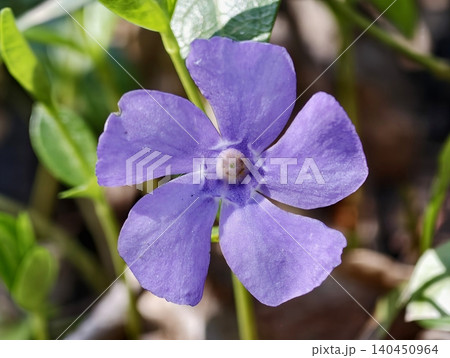 Tranquil Herb Garden With Violet Petals. Gentle Macro View Of Violet Flower And Leafy Environment 140450964