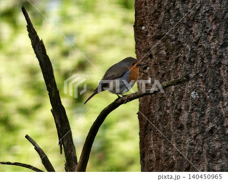 Serene Robin Nestled Within Dark Tree Bark. Quiet Bird Camouflaged Among Shadows Of Forest Trunk Serene Robin Nestled Within Dark Tree Bark. Quiet Bird Camouflaged Among Shadows Of Forest Trunk 140450965
