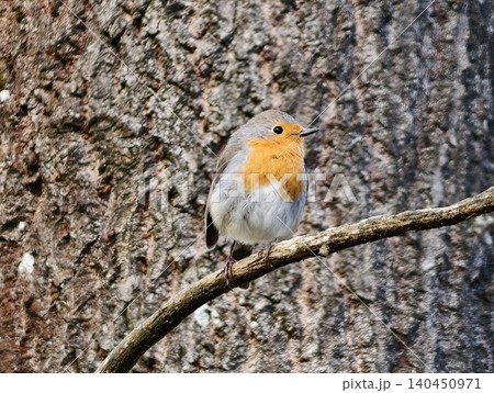 Morning Bird Song With Glowing Background. Energetic Robin Melodies Amid Soft Daylight Scenery Morning Bird Song With Glowing Background. Energetic Robin Melodies Amid Soft Daylight Scenery 140450971