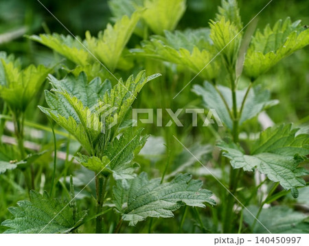 Luminous Green Nettle Plant Leaves Revealing Fine Hair Structures And Prominent Veins Under Gentle Light 140450997