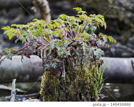 Funguscovered Log Shows Signs Of Life. Overcast Scene Portrays Decomposition And New Growth Emerging Funguscovered Log Shows Signs Of Life. Overcast Scene Portrays Decomposition And New Growth Emerging 140450998