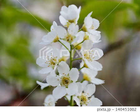 Sunlit Cluster Of Flowers With Attending Bee. Soft Light Bathes Blossoms As Pollinating Bee Moves Through 140451002