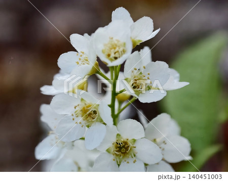 Closeup Blossom Details. Highresolution Image Of Flower Showing Pollen And Dew Drops For Scientific Study Closeup Blossom Details. Highresolution Image Of Flower Showing Pollen And Dew Drops For Scientific Study 140451003