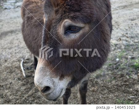 Calm Donkey Face Closeup. Detailed Shot Captures Peaceful Demeanor And Textured Coat Of Friendly Farm Donkey 140451025