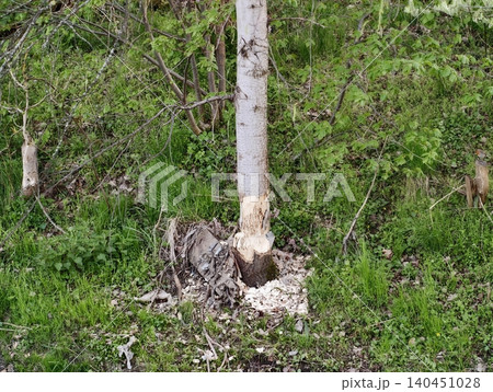 Wildlife Habitat Snapshot. Biologist Analyzes Wildlife Behaviors And Habitat Changes In Natural Setting 140451028