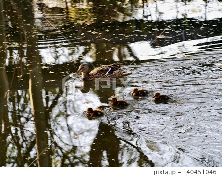 Restored City Wetland Hosts Mother Guiding Her Ducklings Past Calm Reflections And Reed Beds Restored City Wetland Hosts Mother Guiding Her Ducklings Past Calm Reflections And Reed Beds 140451046