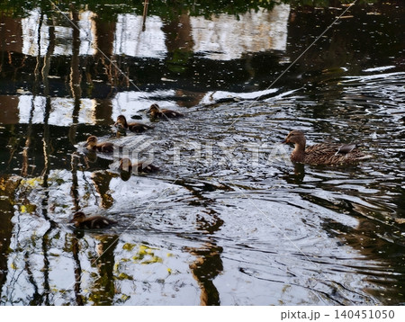Nurturing Female Mallard Carefully Steering Ducklings Beneath Reflective Canopy Of Foliage Nurturing Female Mallard Carefully Steering Ducklings Beneath Reflective Canopy Of Foliage 140451050