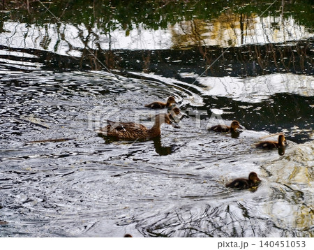Ducks Traverse Water. Mallard Mother Leads Her Young Across Glistening Pond During Morning Hours 140451053