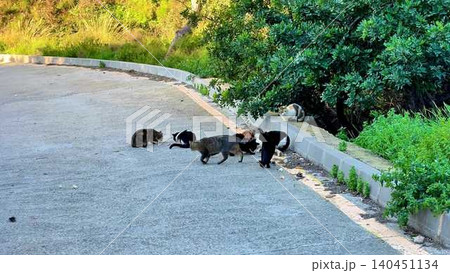 A group of charming cats is peacefully gathering on a sunny roadside, exploring together A group of charming cats is peacefully gathering on a sunny roadside, exploring together 140451134