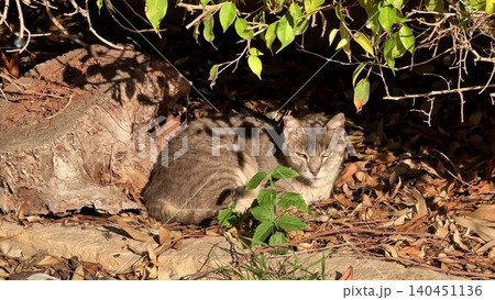 A Beautiful and Relaxing Tabby Cat in a Gorgeous Sunlit Garden Filled with Natures Colors 140451136