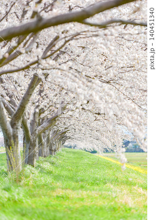 咲く桜並木 咲く桜並木 140451340
