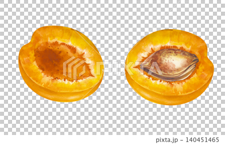 Watercolor apricot fruit slices set with hand-drawn half cut sections with seed pit isolated on white background. For summer dessert packaging, recipe cards, and farmers market branding. Watercolor apricot fruit slices set with hand-drawn half cut sections with seed pit isolated on white background. For summer dessert packaging, recipe cards, and farmers market branding. 140451465