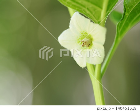 日陰に咲くホオズキの花 日陰に咲くホオズキの花 140451619