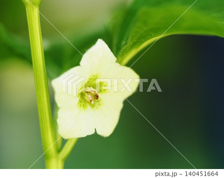 ホオズキの花のクローズアップ ホオズキの花のクローズアップ 140451664