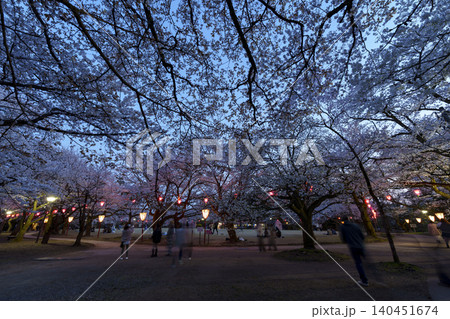 富山県のさくらの名所・高岡古城公園の夜桜 富山県のさくらの名所・高岡古城公園の夜桜 140451674