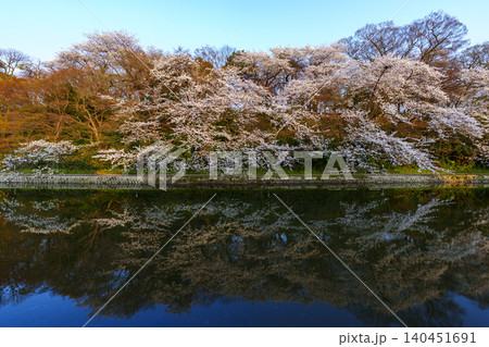 富山県のさくらの名所・高岡古城公園の桜 富山県のさくらの名所・高岡古城公園の桜 140451691