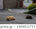 庭で寝る自由な猫 庭で寝る自由な猫 140451731