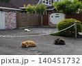 庭で寝る自由な猫 庭で寝る自由な猫 140451732
