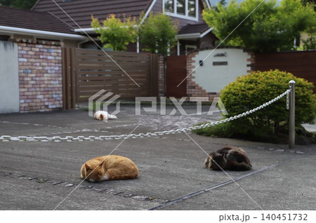 庭で寝る自由な猫 庭で寝る自由な猫 140451732