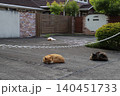 庭で寝る自由な猫 庭で寝る自由な猫 140451733