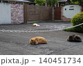 庭で寝る自由な猫 庭で寝る自由な猫 140451734