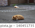 庭で寝る自由な猫 庭で寝る自由な猫 140451735
