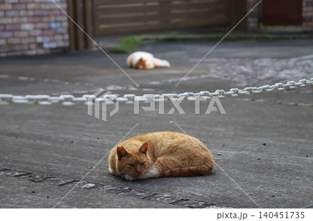 庭で寝る自由な猫 庭で寝る自由な猫 140451735