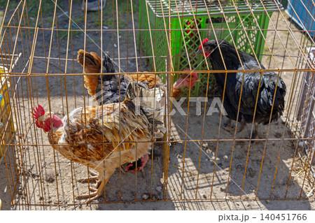 Chickens in Cages Market 140451766