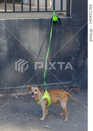 Dog at Leash Fence 140451768